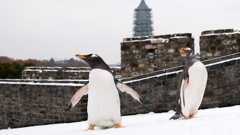 Snow_Day__Penguins_from_Nanjing_Underwater_World_Play_at_Zhonghua_Gate