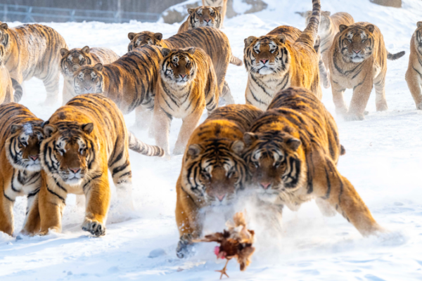 Snow_Season_Sparks_Tourism_Boom_at_Heilongjiang_s_Tiger_Park