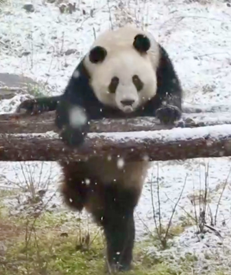 Twin Giant Pandas Play in Xi’an Snow Wonderland video poster