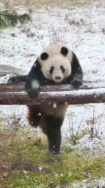 TCIPTLWECO61GZY60ADP - News for amigos, by amigos Twin Giant Pandas Play in Xi’an Snow Wonderland video poster