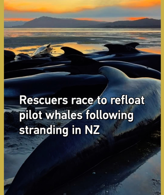 Volunteers_Rush_to_Save_Stranded_Pilot_Whales_in_New_Zealand video poster