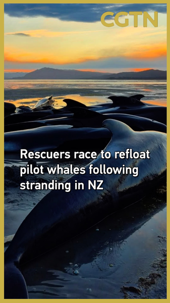 Volunteers_Rush_to_Save_Stranded_Pilot_Whales_in_New_Zealand video poster