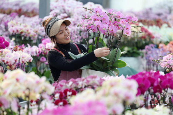 New Year Flower Boom in Shandong Boosts Farmers’ Incomes