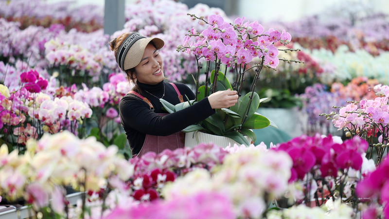 New Year Flower Boom in Shandong Boosts Farmers’ Incomes