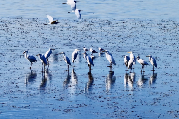 White_Egrets_Flock_Back_to_Zhangze_Lake_Wetland_After_20_Years video poster