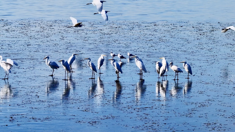 White_Egrets_Flock_Back_to_Zhangze_Lake_Wetland_After_20_Years video poster