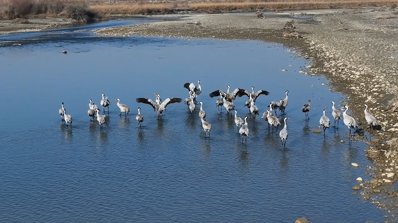 Winter_Magic__30_000_Birds_Arrive_at_Xinjiang_Wetlands video poster