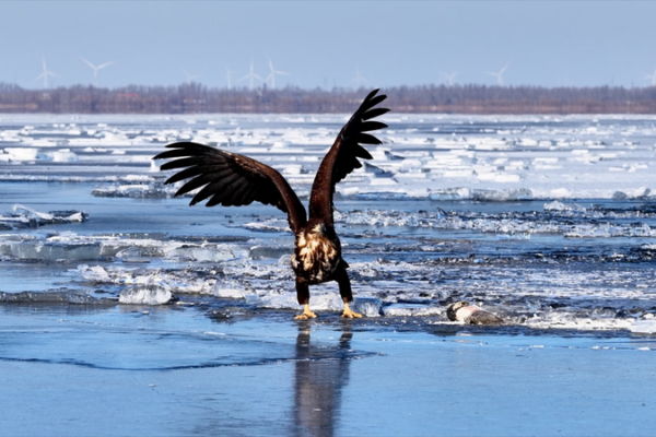 Winter_Wings__White_Tailed_Eagles_at_Wolong_Lake video poster