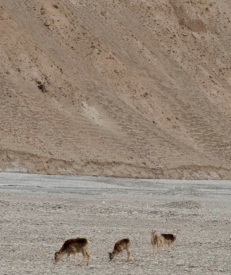 Wild Argali Sheep Sprint Across Xinjiang’s Pamir Plateau video poster
