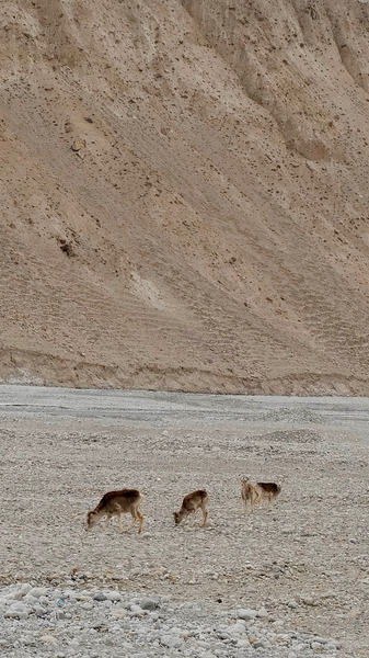 Wild Argali Sheep Sprint Across Xinjiang’s Pamir Plateau video poster